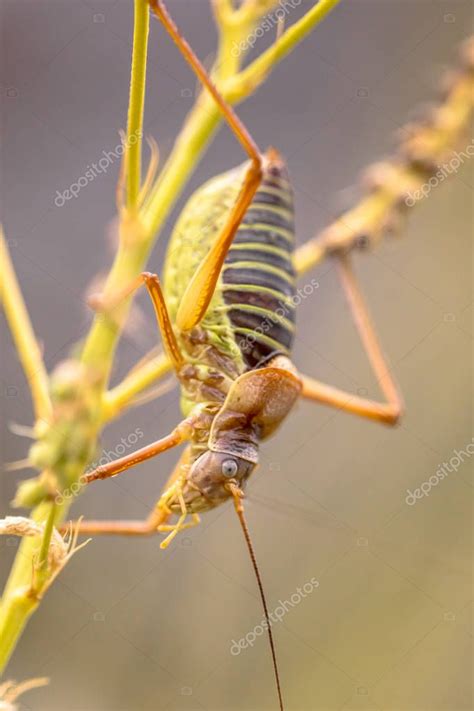 Famoso Grillo De Monte Respaldado Ephippiger Ephippiger Este