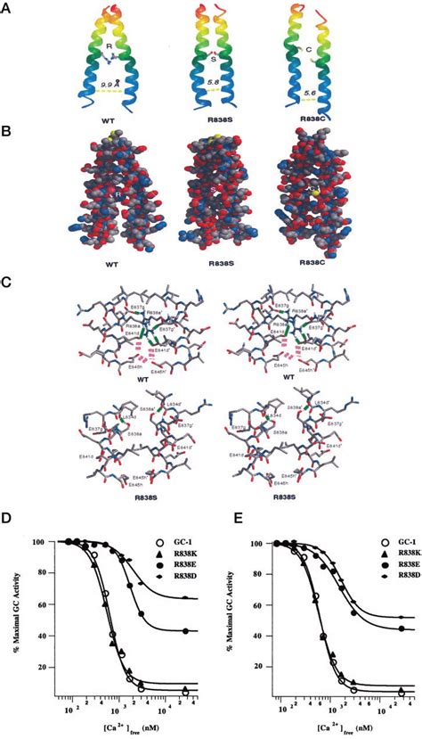 Ionic Interactions Are Involved In Regulation Of GCAP 1 Stimulated