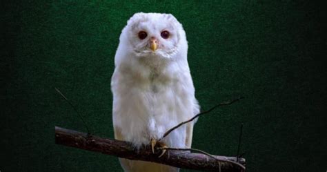 Albino Owl: Know All Information, including Images