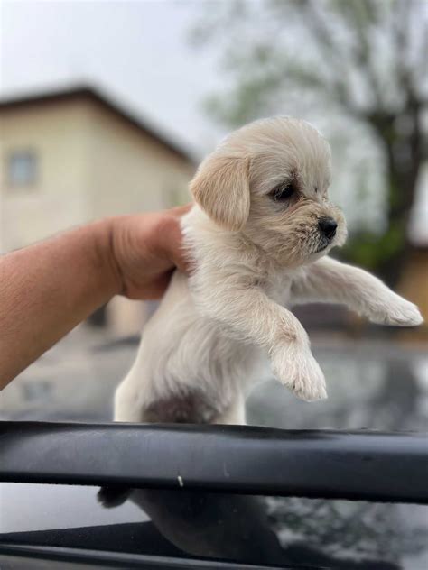 Bichon Maltez Mini Toy Bucuresti Sectorul 4 OLX Ro