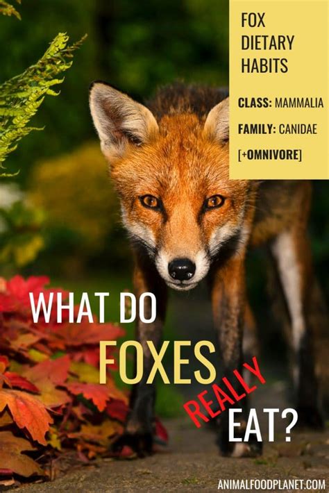 What Do Foxes Eat The Red Fox Diet Explained Animalfoodplanet