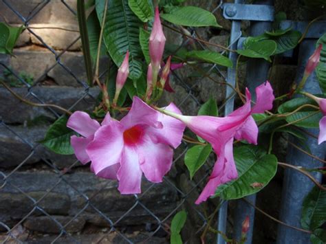 The Ultimate Guide To Growing And Caring For Mandevilla Plants