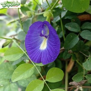 Jual Bunga Telang Kering I Teh Bunga Telang I Blue Butterfly Pea Flower