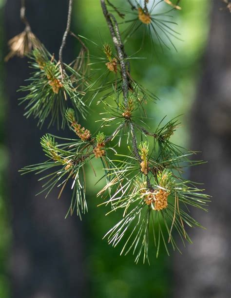 Сосна корейская (Pinus koraiensis)