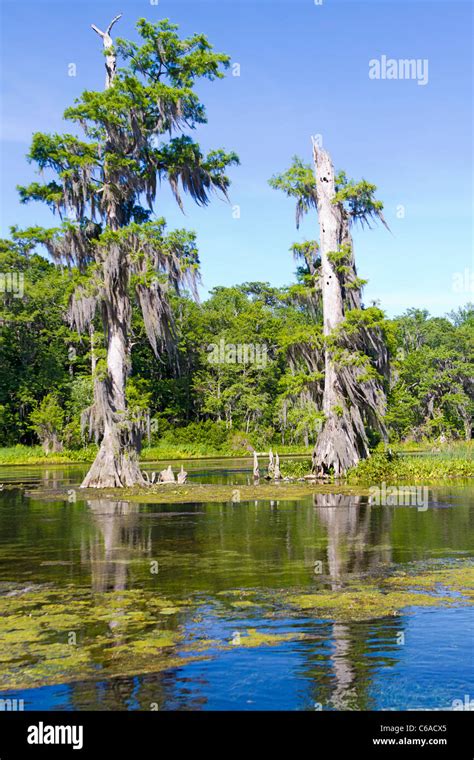 Cypress Knees Florida Hi Res Stock Photography And Images Alamy