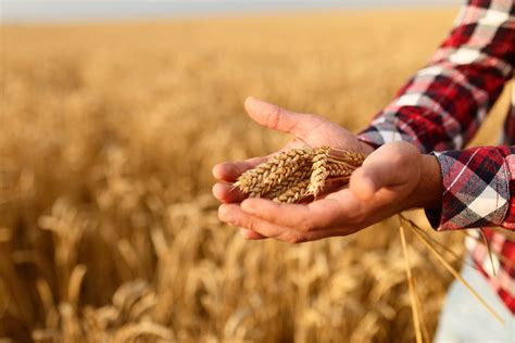 Sowing Cultivation And Fertilization Of Spring Wheat