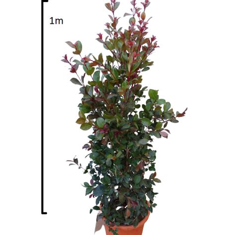 Eugenia Etna Fire EN743 Outdoor Plants Hedges Shrubs Solomou Garden