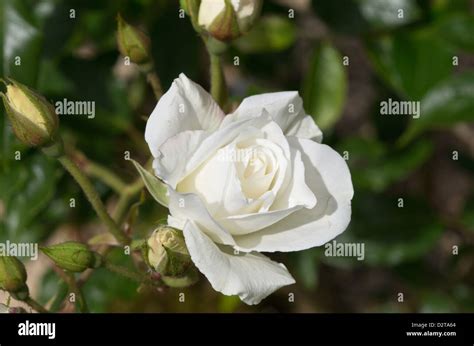 Rose Iceberg Stock Photo - Alamy