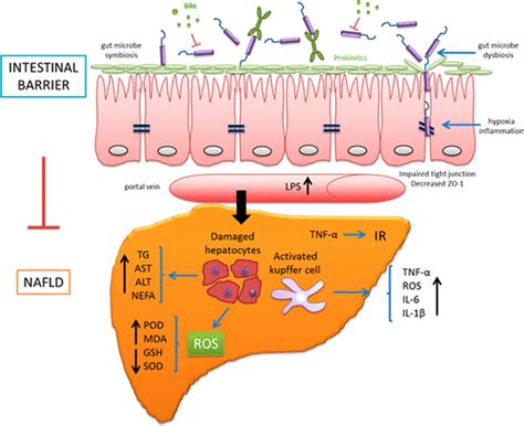 Intestinal Barrier Functionnon Alcoholic Fatty Liver Disease