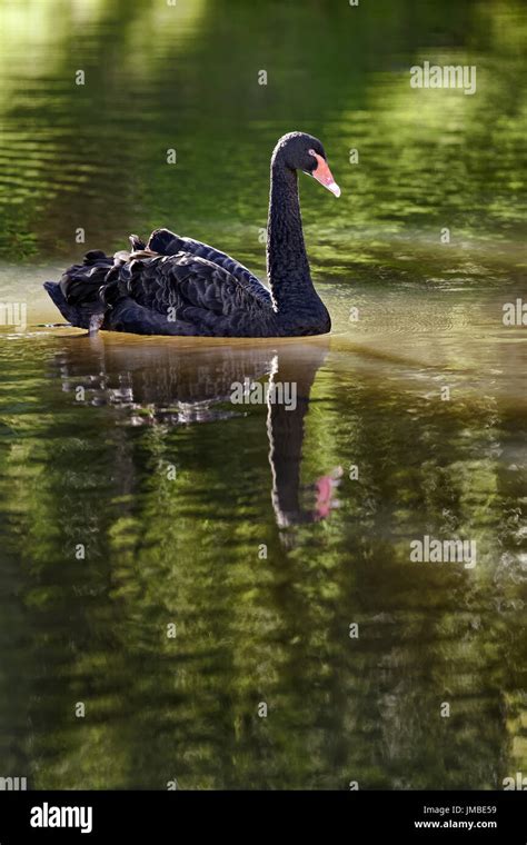 Cygnus color Banque de photographies et dimages à haute résolution Alamy