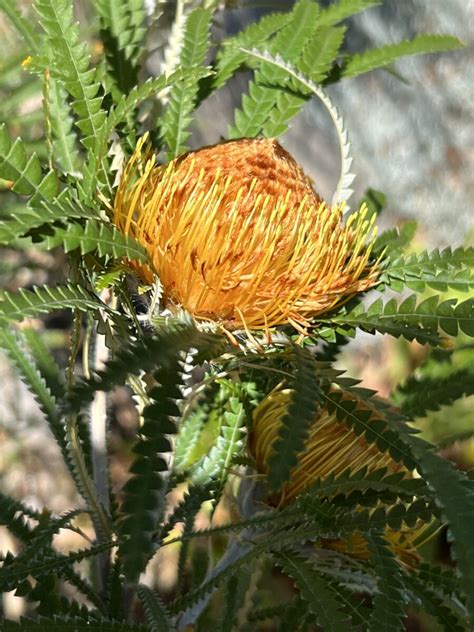 Banksia Formosa Syn Dryandra Formosa The Ruth Bancroft Garden