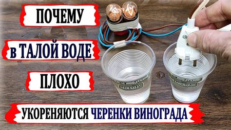 🍇 Никогда не укореняй в ЭТОЙ ВОДЕ черенки винограда. Талая, снежная ...