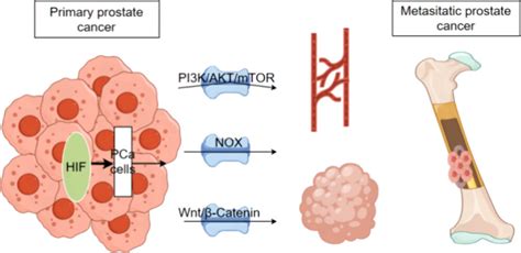 Nanotherapy To Reshape The Tumor Microenvironment A New Strategy For