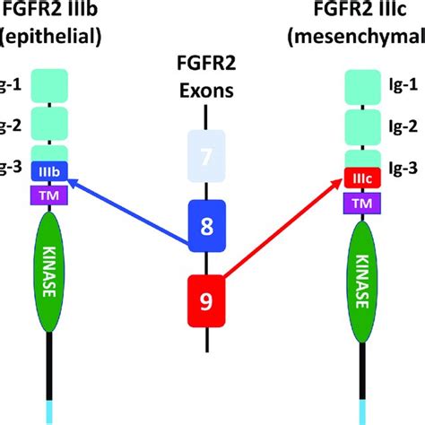 Schematic Representation Of Commonly Found FGFR2 Fusion Proteins In