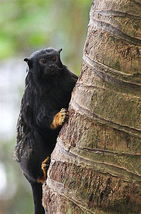 Tamarin Monkey Photograph by Elizabeth Hart