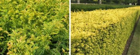 Buy Yew Hedging Taxus Baccata Hopes Grove Nurseries