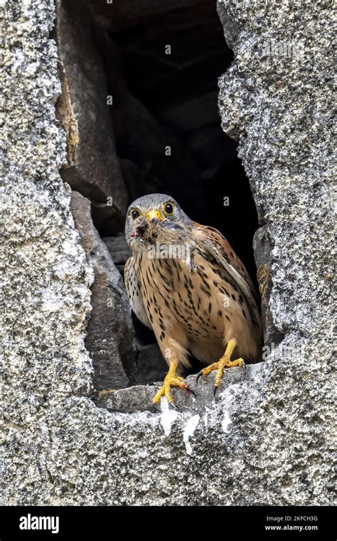 Eurasian Kestrel Eating Prey Hi Res Stock Photography And Images Alamy