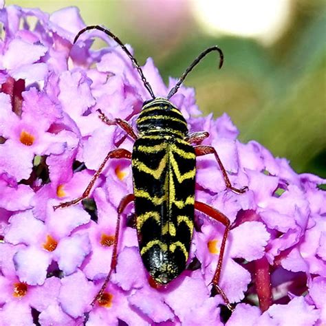 Locust Borer Megacyllene Robiniae Bugguide