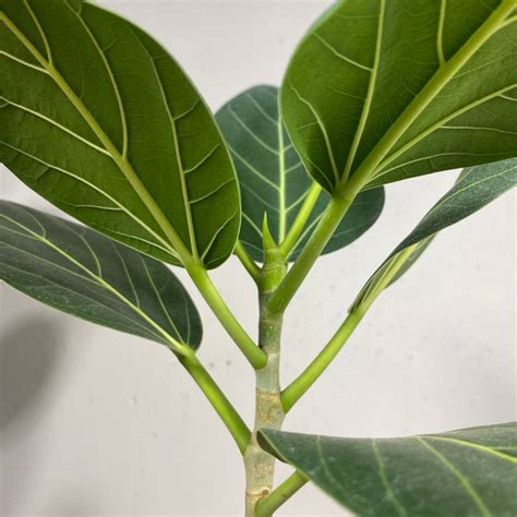 Каталог комнатных растений - "Акции" - Plants Bel House
