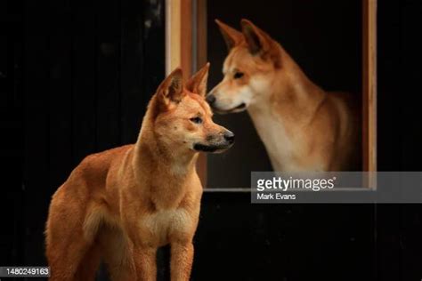 Dingo Pups Photos and Premium High Res Pictures - Getty Images