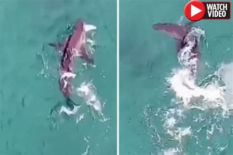 Great White Shark Attacks Fish Just Metres From Bondi Beach Swimmer