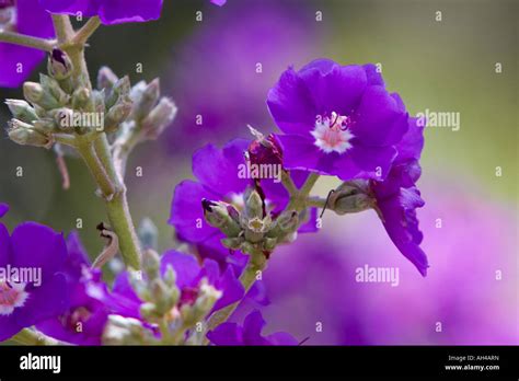 Purple Wild Flower Stock Photo Alamy
