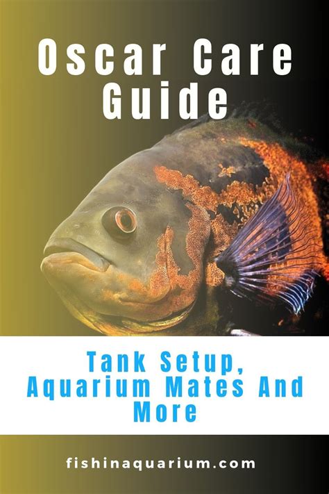 Oscar Fish Species Overview Care Breeding Guide Artofit