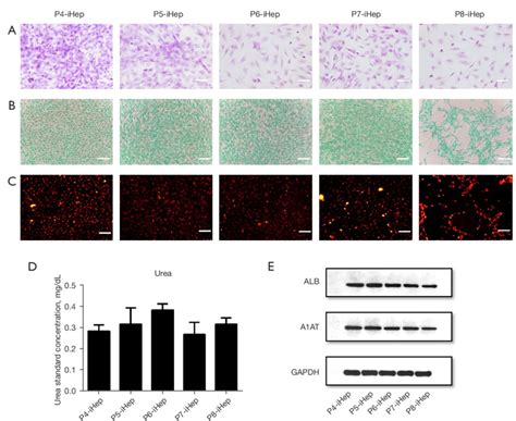 Characterization Of Iheps Derived From The In Vitro Aged Huc Mscs A