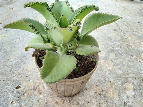 Ornamental Plant Cocor Bebek Or Kalanchoe Pinnata Growing In A Pot