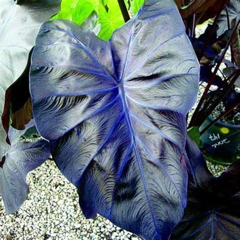 Pin By Jakky Genova On Cheren Elephant Ear Plant Colocasia Plants