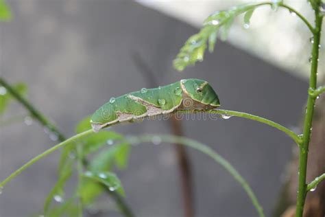 381 Short Caterpillar Stock Photos Free And Royalty Free Stock Photos