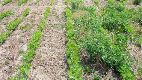 Can Volunteer Red Clover Be Managed In Soybeans Field Crop News