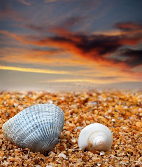 Conchas Marinas Y Playa Mojadas De La Arena En El Verano Foto De