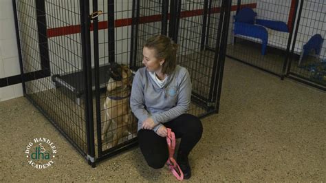 Explaining WHY creates engagement - Dog Handler Academy