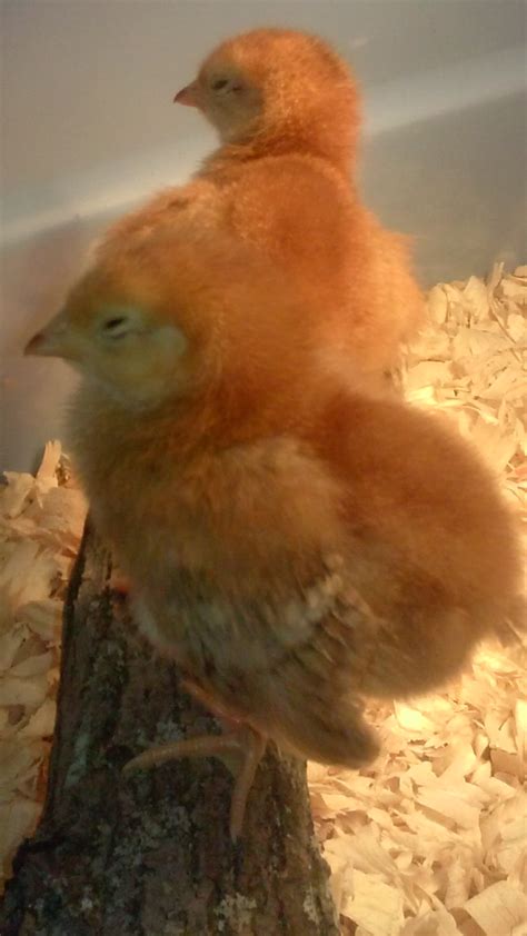 How To Sex Week Old Chicks Page BackYard Chickens Learn How To Raise