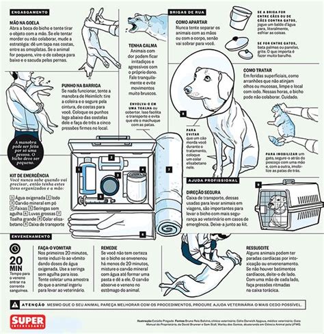 No Es B Sicas De Primeiros Socorros Para C Es E Gatos C O E Gato