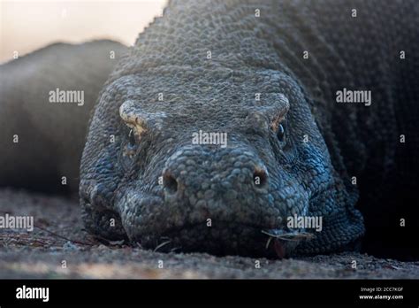 Largest Lizard In The World Hi Res Stock Photography And Images Alamy