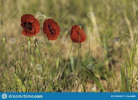 Flores De Papoilas Vermelhas Entre Os Ouvidos Maduros Do Trigo Fechado