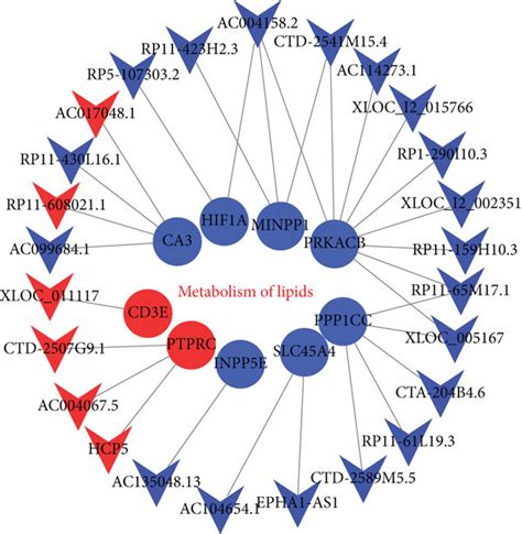 Target Gene Prediction Of Lncrnas In The Lipid Metabolism Pathway A