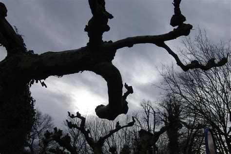 Free Images Tree Nature Branch Snow Winter Cloud Sky Flower