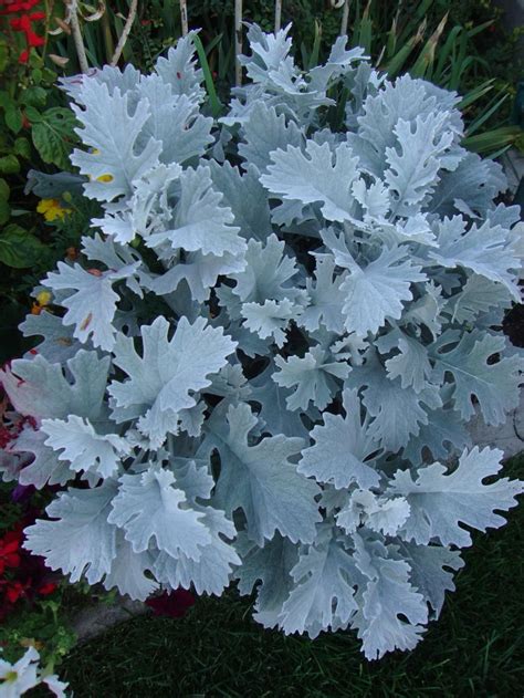 Photo Of Dusty Miller Artemisia Stelleriana Silver Brocade Uploaded