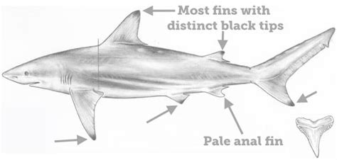 Fish Rules Shark Blacktip In Fl State Waters