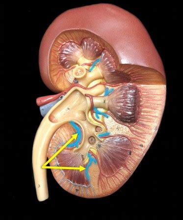 Respiratory Digestive Urinary Reproductive LAB Test Flashcards Quizlet