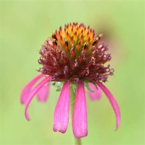 9 Types Of Echinacea Pictorial Guide