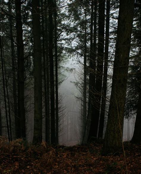 Mysterious Spooky Lane In Dark Forest · Free Stock Photo