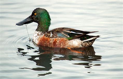 Male Shoveler Duck by Photography-by-Image on DeviantArt