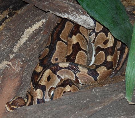 Filepython Regius 070731 A Wikimedia Commons