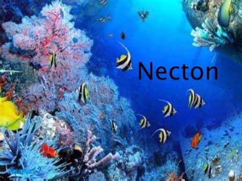 Necton