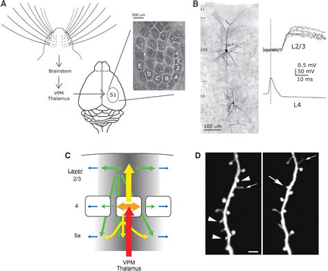 Map Plasticity In Somatosensory Cortex Science