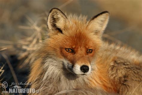 Vulpes vulpes Pictures, Fox Images, Nature Wildlife Photos | NaturePhoto